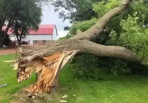 Emergency Tree Service