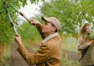 Tree Trimming and Pruning