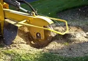Stump Grinding and Removal