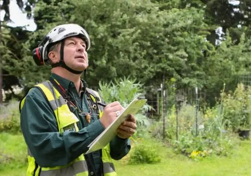 Arborist Consultation